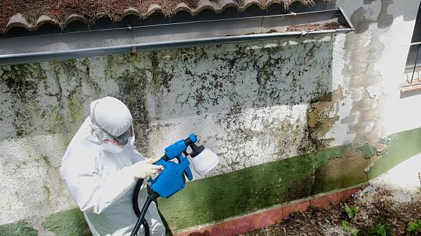Trusted Attic Mold Removal service in Belmont, VA - Cheap Mold Removal